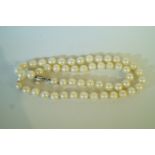 A uniform row of cultured pearls, the fi