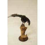 A taxidermy crow/raven on a tree stump, mounted on a circular plinth, H 50cm