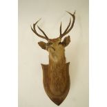 A mounted stags head taxidermy on an oak shield, with five point antlers