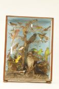 A large early 20th century cased taxidermy of birds,
