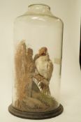 A green woodpecker taxidermy in a glass case,