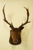 A taxidermy stags head, mounted on shield plaque,