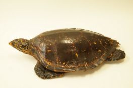 An early 20th century full taxidermy of a turtle including shell,
