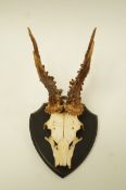 A Roe deer skull,