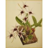 J Nugent Fitch
Cattleya Labiata Percivaliana
Dendrobium Treacherianum
Coloured lithographs, a pair,