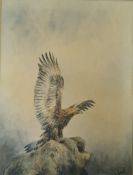 Christopher Hughes
Golden Eagle
Watercolour
Signed Lower right
35cm x 26cm