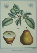 After M Duhamel du Monceau
Fruit specimens
Hand coloured prints
40.5cm x 30.