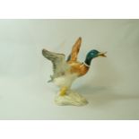 A Beswick model of a Mallard rising, moulded marks and printed marks in black, 749, 16.