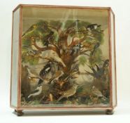 An early 20th century cased collection of taxidermy birds including  yellow wagtail, whitethroat,