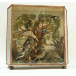 An early 20th century cased collection of taxidermy birds including  yellow wagtail, whitethroat,