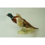 A Beswick model of a Pheasant settling, moulded marks and printed marks in black, 850,