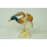 A Beswick model of a Mallard duck settling, moulded marks 750,