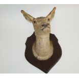 A South African deer taxidermy, the head mounted on an oak shield, 50cm high,