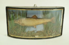 An early 20th century taxidermy trout in curved glass case, the inset label states “Trout,