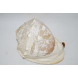 A Victorian conch shell, finely cameo carved with a stag hunting scene,