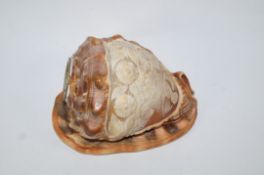 An early 20th century cameo craved shell, converted as a lamp shade, 13.