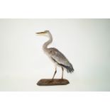 A taxidermy of a heron, standing on a wooden plinth,