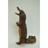 An early 20th century taxidermy of a crocodile converted to a lamp, fitted with a bulb in its mouth,