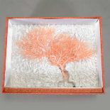 A Large Pink Coral Branch* Of natural tree like form exhibiting numerous branches, accompanied by