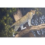 Huelsbot – oil on board – Leopard , signed & dated (19)99, 24” x 36” - unframed