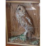 A stuffed barn owl by Bartlett