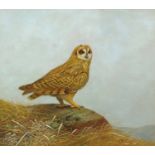 K. Nelson, acrylic painting of a short eared owl.  17 ins x 19ins, framed, signed and dated 1985.