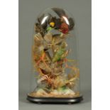 A Victorian glass dome, with wooden stand enclosing a series of stuffed exotic birds.  Case height