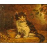 English School (19th century), oil on canvas, portrait of kitten.  7.5 ins x 9 ins, framed.