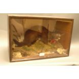 Taxidermy - Cased mink in naturalistic setting.  Height 29 cm, width 44 cm, depth 23 cm.