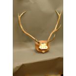 Taxidermy - Pair of 8 point red stag antlers on quarter skull mounted on mahogany shield.