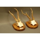 Taxidermy - Two pairs of roe buck antlers on quarter skulls mounted on wooden blocks.
