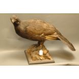 Taxidermy - Victorian capercaillie standing on rocky outcrop.  Height 44 cm.