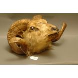 Taxidermy - Rams head wall mounting with spiralled horns.  21 cm from wall.