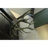 Taxidermy - Large pair of 18 point red stag antlers mounted on wooden shield.  57 cm from wall,