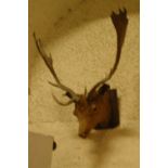 Taxidermy - Victorian mounted fallow buck head with glass eyes, mounted on wooden plaque.  From