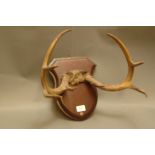 Taxidermy - Pair of 8 point white tailed buck antlers mounted on mahogany shield.  Shield 25 cm.