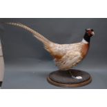 Taxidermy - Cock pheasant full mount, naturalistic setting on oak plinth.  Height 44 cm.