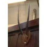 Taxidermy - Pair of mounted gemsbok horns on quarter skull mounted on mahogany shield.  Horns 98