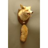 Taxidermy - Fox mask/head mounted on oak shield with brush.  Shield 30 cm.