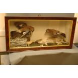 Taxidermy - Victorian mahogany case with gilt slip containing pair of jays, rabbit and weasel.