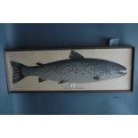 Life size salmon picture, "Salmo Salar".  33 cm x 97 cm, framed.