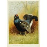 Archibald Thorburn, signed print, black grouse.  18.5 cm x 13 cm.