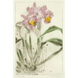 * Elizabeth Violet Blackadder, coloured etching, artist's proof 3/5, "Study of Lilies".  71 cm x