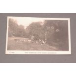 Postcard of West Cumberland Otter Hounds in Cockermouth.