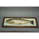 Plaster cast model of a salmon, naturalistically painted and in oak frame.