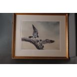 Signed Limited Edition print, pair of peregrine falcons, 154/300, Chelsea Green Editions.