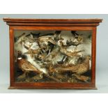 Taxidermy - Large Victorian display case containing pheasants, shrike, golden plover, water rail,