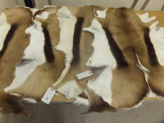 A collection of four Springbok pelts