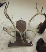 A set of Reindeer antlers set on a pine