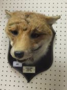 A stuffed and mounted Spicer Fox mask wi